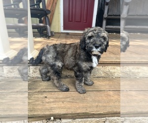 Aussiedoodle Puppy for sale in MARYVILLE, TN, USA