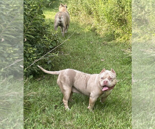 Medium Photo #3 American Staffordshire Terrier Puppy For Sale in Belleville, MI, USA