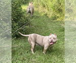 Small #2 American Staffordshire Terrier