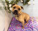Small American Bulldog