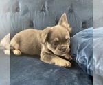 Small Photo #11 French Bulldog Puppy For Sale in RALEIGH, NC, USA