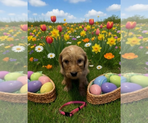 Medium Photo #8 Goldendoodle Puppy For Sale in MALVERN, OH, USA