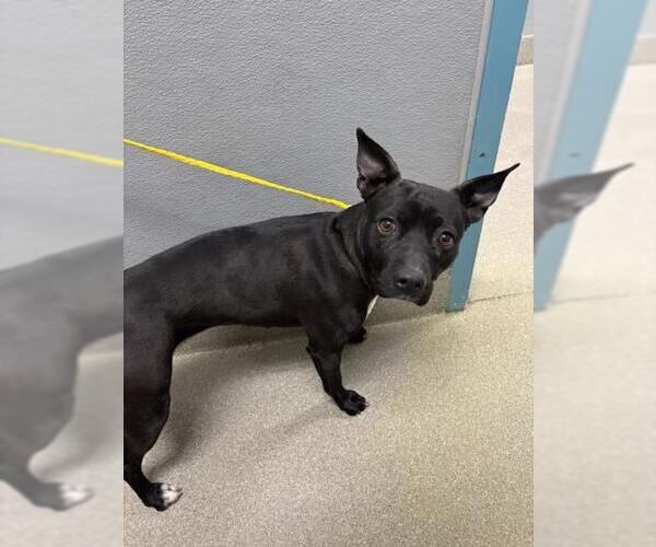 Medium Photo #1 Mutt Puppy For Sale in Las Vegas, NV, USA