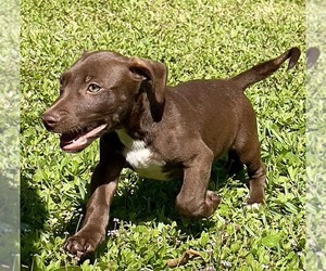 Dachsador Dogs for adoption in Pompano Beach , FL, USA