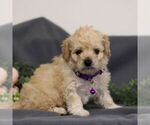 Small Photo #4 Cavapoo Puppy For Sale in ANNVILLE, PA, USA