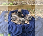Small Photo #8 French Bulldog Puppy For Sale in STAFFORD, VA, USA