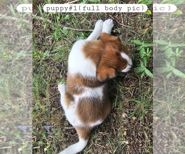 Medium Photo #5 Yorkshire Terrier Puppy For Sale in MOUNT VERNON, MO, USA