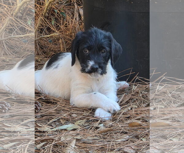Medium Photo #1 Labrador Retriever-Unknown Mix Puppy For Sale in The Woodlands, TX, USA