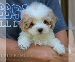 Small #2 Goldendoodle (Miniature)