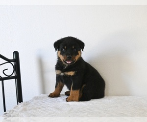 Rottweiler Puppy for sale in FREDERICKSBURG, OH, USA