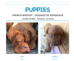Small Photo #6 Dogue de Bordeaux Puppy For Sale in WOODSTOCK, CT, USA
