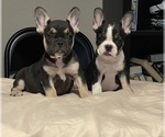 Small Photo #55 French Bulldog Puppy For Sale in HOUSTON, TX, USA