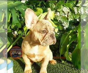 French Bulldog Puppy for sale in MANHATTAN, NY, USA
