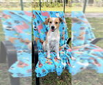 Small #9 Cocker Spaniel-Jack Russell Terrier Mix