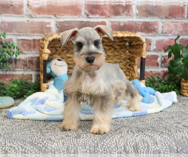 Medium Photo #8 Schnauzer (Miniature) Puppy For Sale in SYRACUSE, IN, USA