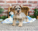 Small #7 Schnauzer (Miniature)