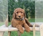 Small Photo #9 Irish Doodle Puppy For Sale in WOOSTER, OH, USA