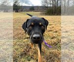 Small #2 Black Mouth Cur-Rottweiler Mix