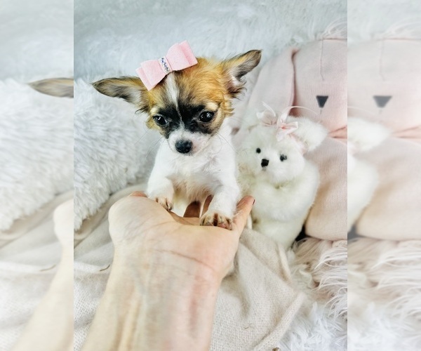 Medium Photo #20 Chihuahua Puppy For Sale in LEWISVILLE, TX, USA