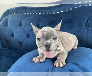 French Bulldog Puppy for sale in LAS VEGAS, NV, USA