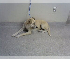 Labrador Retriever-Unknown Mix Dogs for adoption in Pasadena, TX, USA