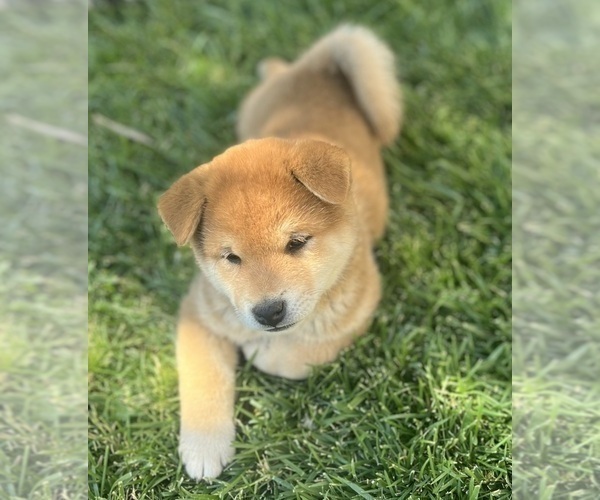 Medium Photo #13 Shiba Inu Puppy For Sale in YUCCA VALLEY, CA, USA