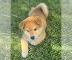Small Photo #13 Shiba Inu Puppy For Sale in YUCCA VALLEY, CA, USA