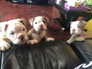 Olde English Bulldogge Puppy for sale in FORT LAUDERDALE, FL, USA