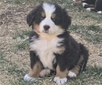 Small Photo #26 Bernese Mountain Dog Puppy For Sale in SALMON, ID, USA