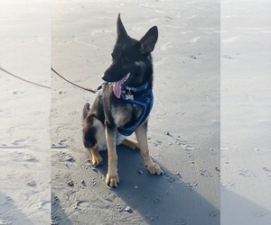 German Shepherd Dog Dogs for adoption in OCEAN ISL BCH, NC, USA