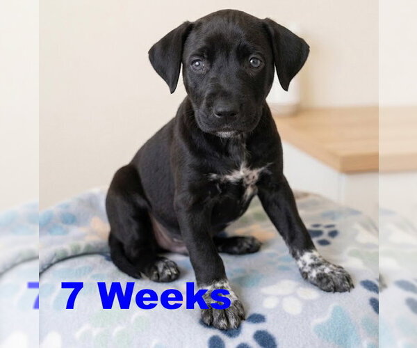 Medium Photo #2 Labrador Retriever-Unknown Mix Puppy For Sale in Grovertown, IN, USA