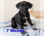 Small Photo #2 Labrador Retriever-Unknown Mix Puppy For Sale in Grovertown, IN, USA