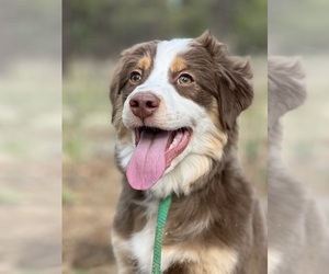 Miniature Australian Shepherd Dogs for adoption in PHOENIX, AZ, USA