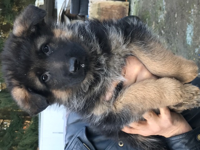 Medium Photo #1 German Shepherd Dog Puppy For Sale in AUBURN, WA, USA