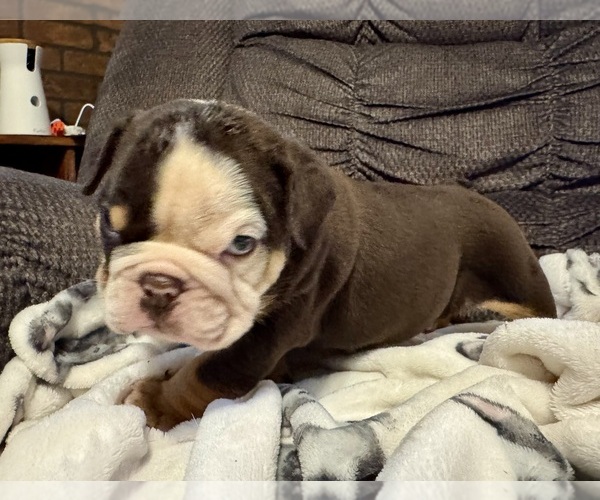 Medium Photo #1 Bulldog Puppy For Sale in HINTON, IA, USA