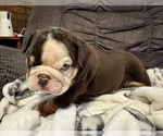 Puppy 4 Bulldog