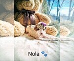 Small Photo #178 Goldendoodle (Miniature) Puppy For Sale in GASTONIA, NC, USA