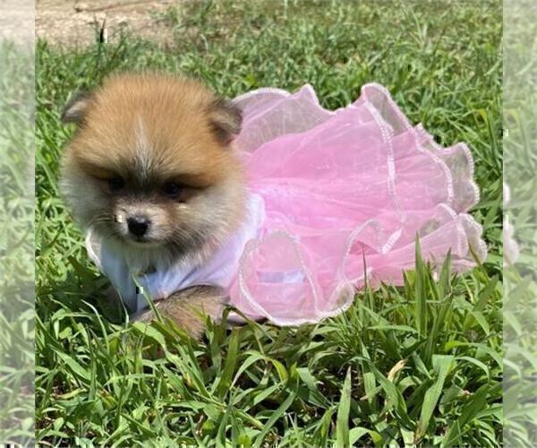 Medium Photo #8 Pomeranian Puppy For Sale in TAMPA, FL, USA