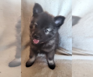Keeshond Puppy for sale in BLAIRSBURG, IA, USA