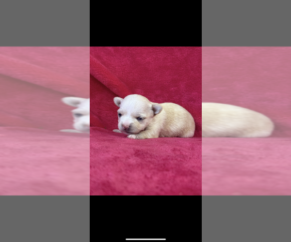 Medium Photo #5 Chihuahua Puppy For Sale in SHERMAN, TX, USA