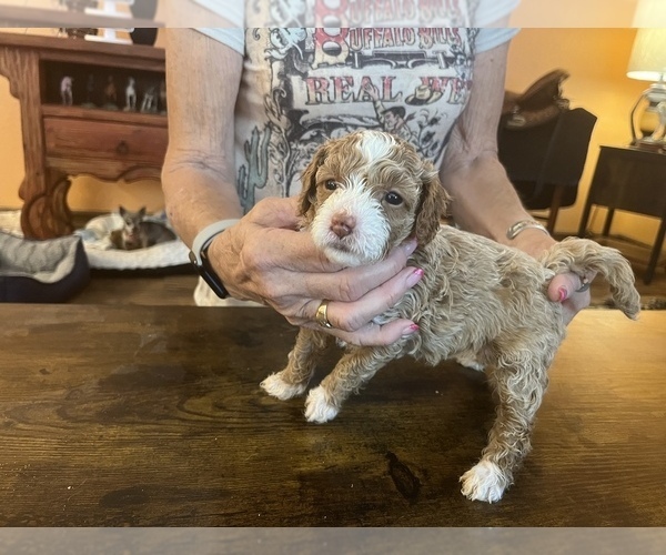 Medium Photo #7 Miniature Labradoodle Puppy For Sale in MARICOPA, AZ, USA