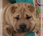 Small #1 Chinese Shar-Pei