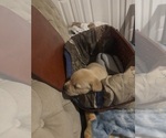 Small #4 Labrador Retriever