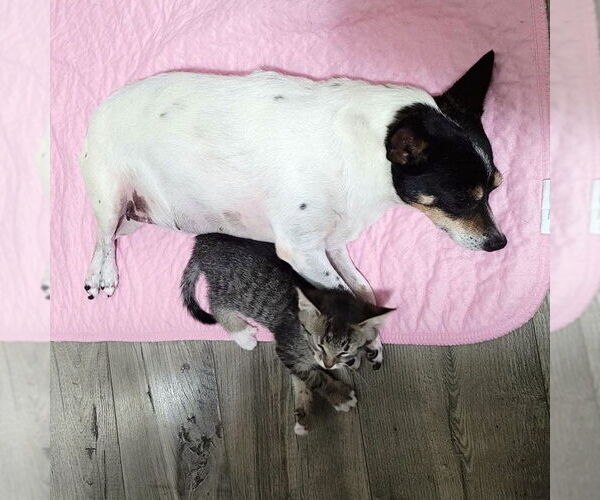 Medium Photo #2 Rat Terrier Puppy For Sale in Atlanta, GA, USA