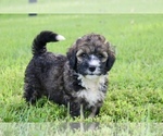 Small #5 Bernedoodle