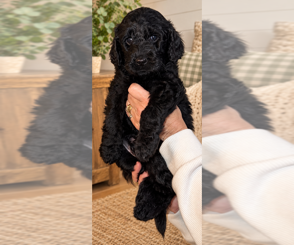 Medium Photo #8 Double Doodle Puppy For Sale in COOS BAY, OR, USA