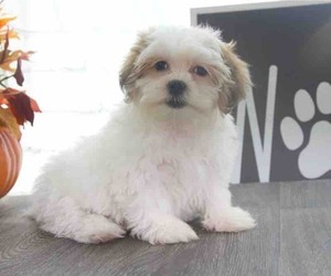 Zuchon Puppy for sale in RED LION, PA, USA