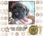 Small Photo #4 American Mastiff Puppy For Sale in JACKSON, OH, USA