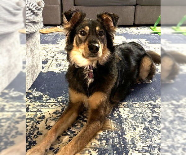 Medium Photo #1 Golden Retriever-Unknown Mix Puppy For Sale in Boonton, NJ, USA