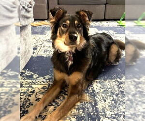 Golden Retriever-Unknown Mix Dogs for adoption in Boonton, NJ, USA